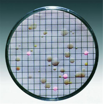 Nutrient pads,sterile, Schaufus Pottinger 0.65 µm