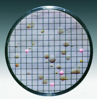 Kulturmediadyna m. membranfilter, Sartorius, Caso, 0,45 µm, Ø50 mm, steril