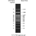 CSL-MDNA-3.WEB_-100-3kb.jpg