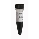 CSL-BBL-1.WEB_.jpg