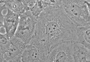 BX43-PH-2.jpg