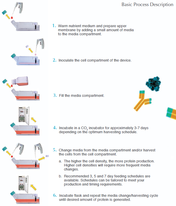 CELLine_Basic_Process_Description.png