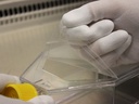 culture-flask-peel-off-TPP#2.jpg