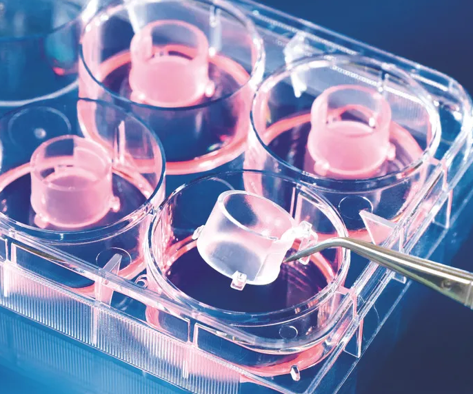 782701, Cell Culture insert, microplates, in well.png