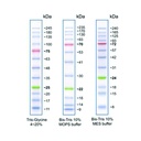 Protein, stegar, Prestained, 12 st