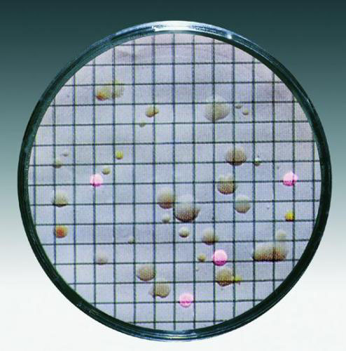 Kulturmediadyna m. membranfilter, Sartorius, Sabouraud, 0,65 µm, Ø50 mm, steril